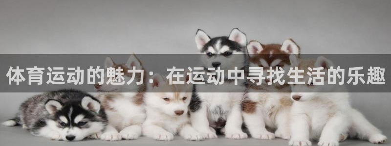 体育运动的魅力：在运动中寻找生活的乐趣