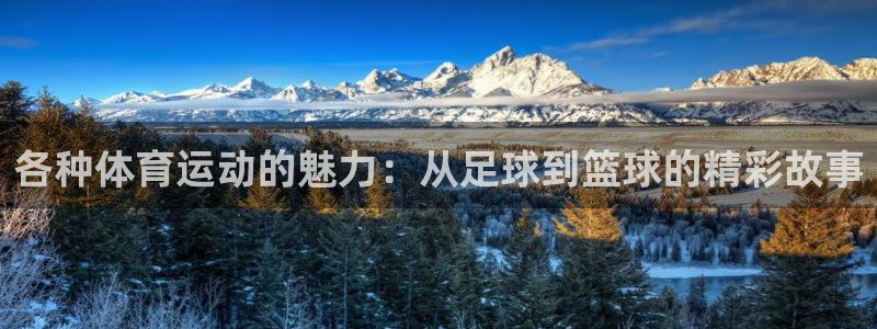 各种体育运动的魅力：从足球到篮球的精彩故事